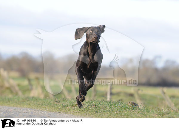 rennender Deutsch Kurzhaar / running German shorthaired Pointer / AP-06846