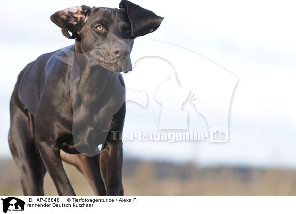 rennender Deutsch Kurzhaar / running German shorthaired Pointer / AP-06848