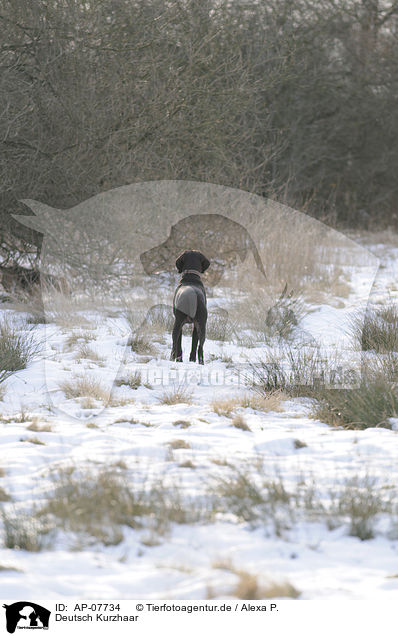 Deutsch Kurzhaar / German shorthaired Pointer / AP-07734