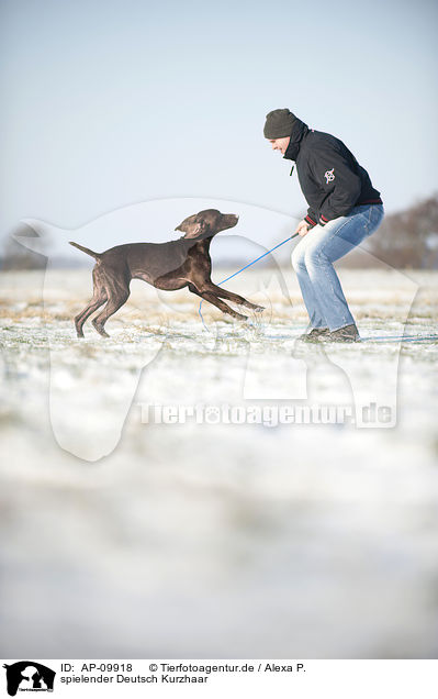 spielender Deutsch Kurzhaar / playing German shorthaired Pointer / AP-09918