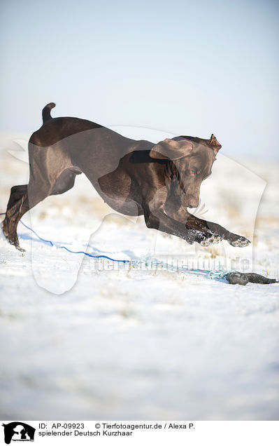 spielender Deutsch Kurzhaar / playing German shorthaired Pointer / AP-09923