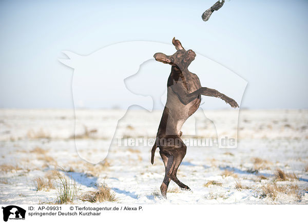 springender Deutsch Kurzhaar / jumping German shorthaired Pointer / AP-09931