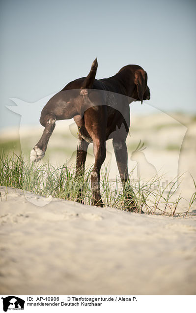 mnarkierender Deutsch Kurzhaar / urinating German shorthaired Pointer / AP-10906