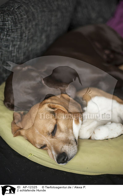2 schlafende Hunde / AP-12325