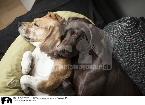 2 schlafende Hunde / AP-12326