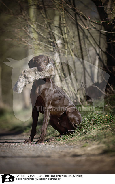 apportierender Deutsch Kurzhaar / retrieving German shorthaired Pointer / NN-12594