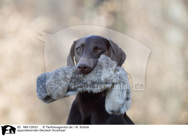 apportierender Deutsch Kurzhaar / retrieving German shorthaired Pointer / NN-12603