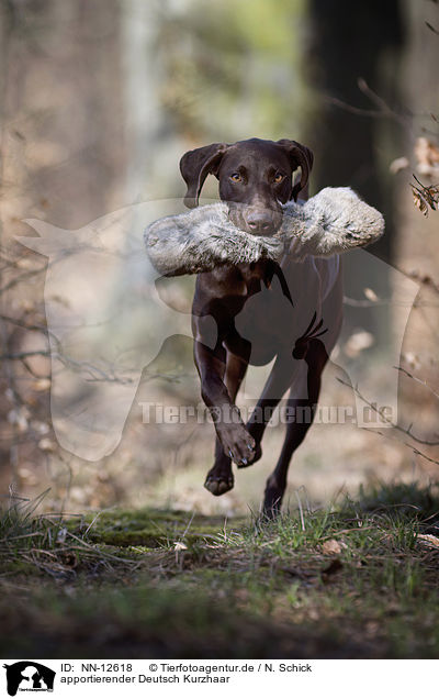 apportierender Deutsch Kurzhaar / retrieving German shorthaired Pointer / NN-12618