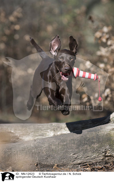 springender Deutsch Kurzhaar / jumping German shorthaired Pointer / NN-12623