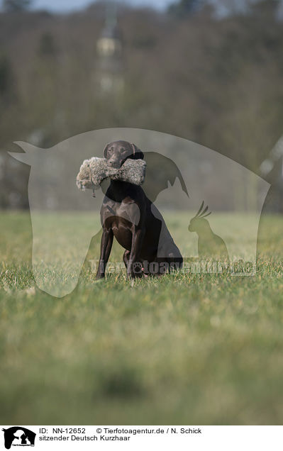 sitzender Deutsch Kurzhaar / sitting German shorthaired Pointer / NN-12652