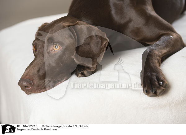 liegender Deutsch Kurzhaar / lying German shorthaired Pointer / NN-12718