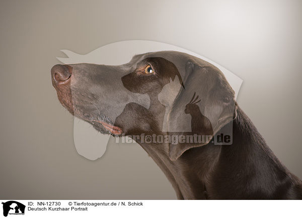 Deutsch Kurzhaar Portrait / NN-12730