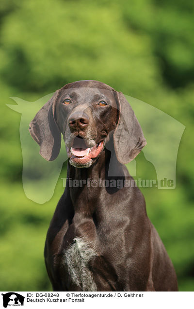 Deutsch Kurzhaar Portrait / DG-08248