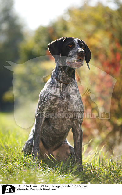 sitzender Deutsch Kurzhaar / sitting German shorthaired Pointer / RR-94544