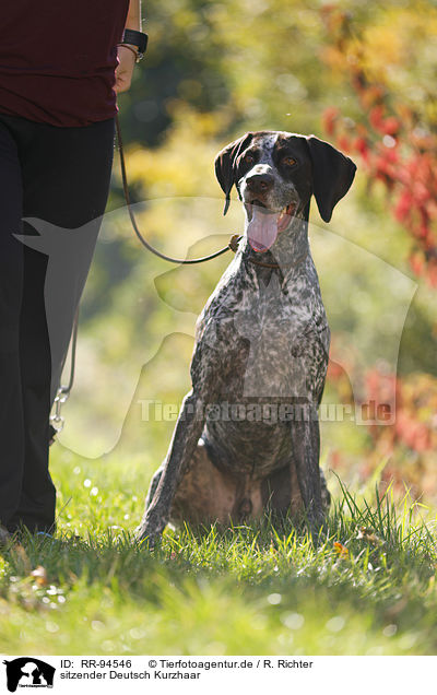 sitzender Deutsch Kurzhaar / sitting German shorthaired Pointer / RR-94546