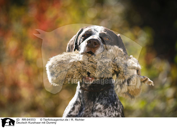 Deutsch Kurzhaar mit Dummy / German shorthaired Pointer with dummy / RR-94553