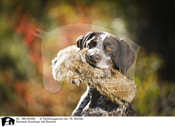 Deutsch Kurzhaar mit Dummy / German shorthaired Pointer with dummy / RR-94566