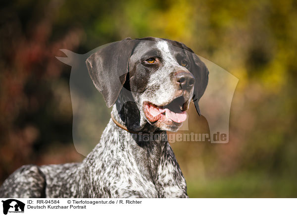 Deutsch Kurzhaar Portrait / RR-94584