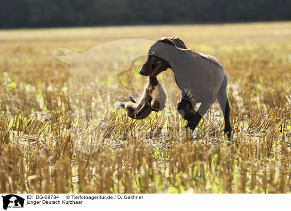junger Deutsch Kurzhaar / young German shorthaired Pointer / DG-08784