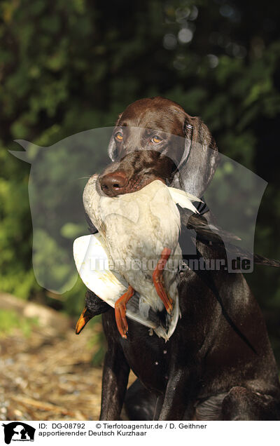 apportierender Deutsch Kurzhaar / retrieving German shorthaired Pointer / DG-08792