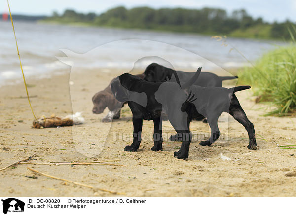 Deutsch Kurzhaar Welpen / German shorthaired Pointer Puppies / DG-08820