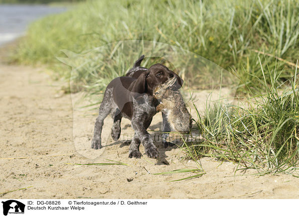 Deutsch Kurzhaar Welpe / German shorthaired Pointer Puppy / DG-08826