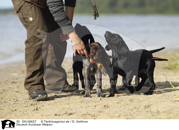 Deutsch Kurzhaar Welpen / German shorthaired Pointer Puppies / DG-08827