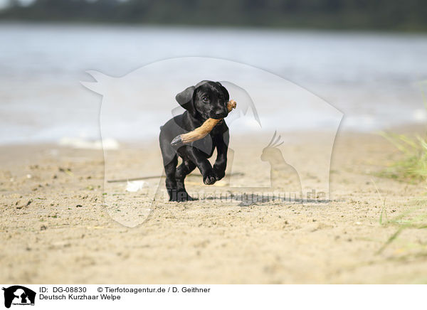 Deutsch Kurzhaar Welpe / German shorthaired Pointer Puppy / DG-08830