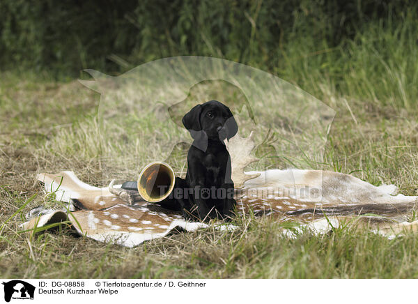 Deutsch Kurzhaar Welpe / German shorthaired Pointer Puppy / DG-08858