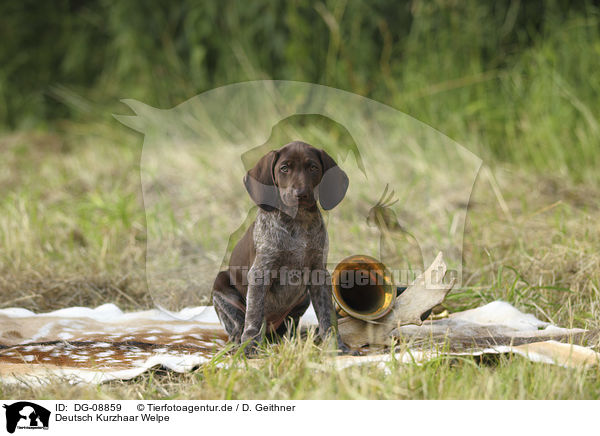 Deutsch Kurzhaar Welpe / German shorthaired Pointer Puppy / DG-08859