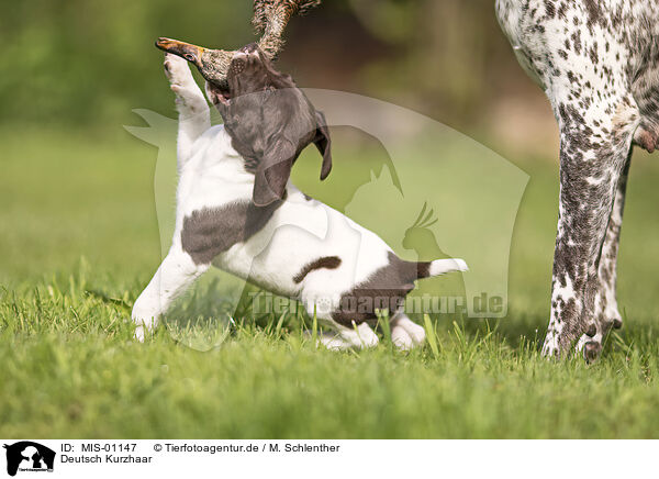 Deutsch Kurzhaar / German shorthaired Pointer / MIS-01147