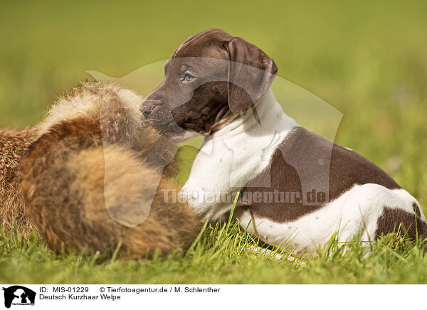 Deutsch Kurzhaar Welpe / German shorthaired Pointer Puppy / MIS-01229