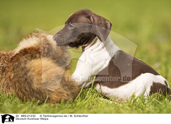 Deutsch Kurzhaar Welpe / German shorthaired Pointer Puppy / MIS-01230
