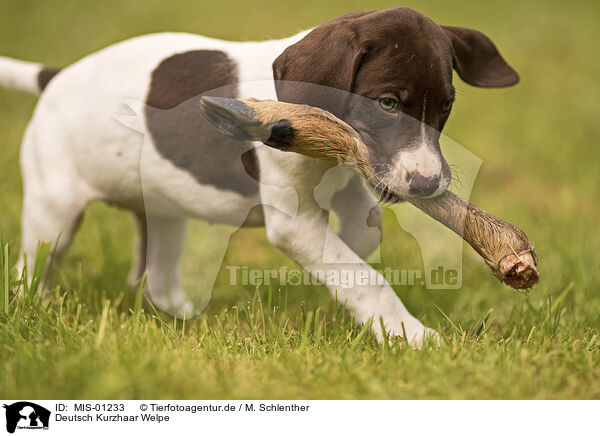 Deutsch Kurzhaar Welpe / German shorthaired Pointer Puppy / MIS-01233