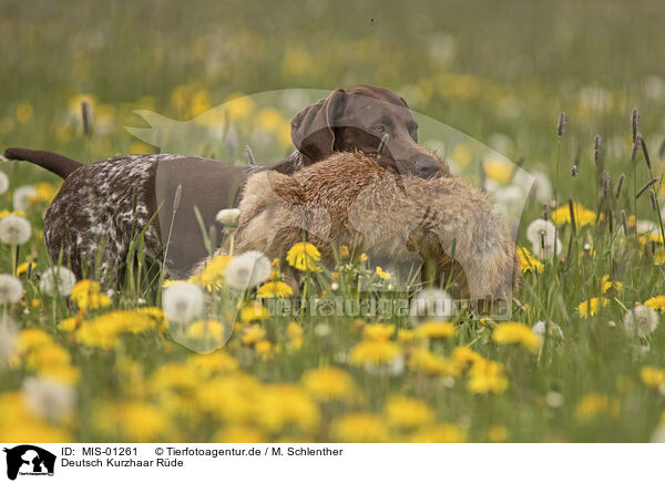 Deutsch Kurzhaar Rde / male German shorthaired Pointer / MIS-01261