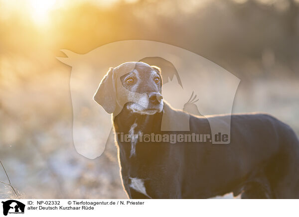 alter Deutsch Kurzhaar Rde / German-Shorthaired-Pointer-Mongrel / NP-02332