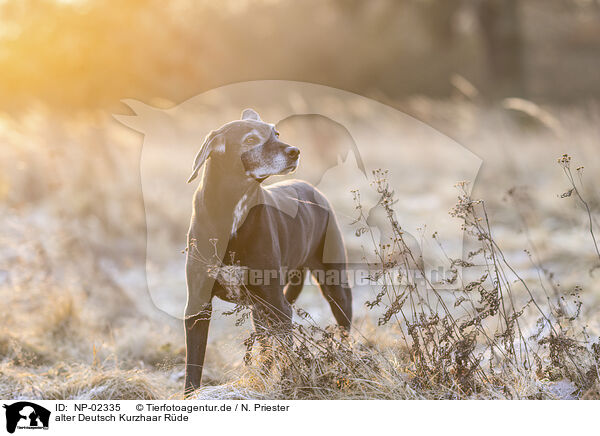 alter Deutsch Kurzhaar Rde / German-Shorthaired-Pointer-Mongrel / NP-02335
