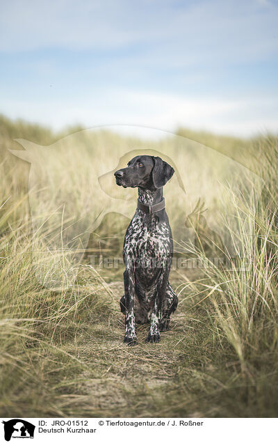 Deutsch Kurzhaar / German Shorthaired Pointer / JRO-01512