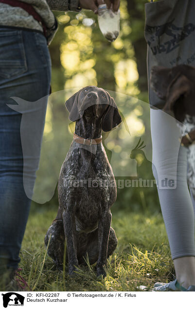 Deutsch Kurzhaar / German shorthaired Pointer / KFI-02287