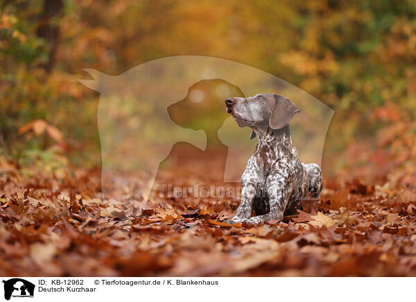 Deutsch Kurzhaar / German shorthaired Pointer / KB-12962