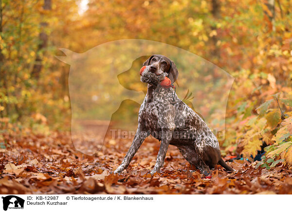 Deutsch Kurzhaar / German shorthaired Pointer / KB-12987