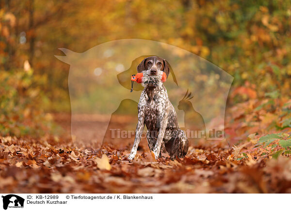 Deutsch Kurzhaar / German shorthaired Pointer / KB-12989