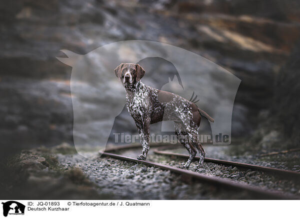 Deutsch Kurzhaar / German shorthaired Pointer / JQ-01893