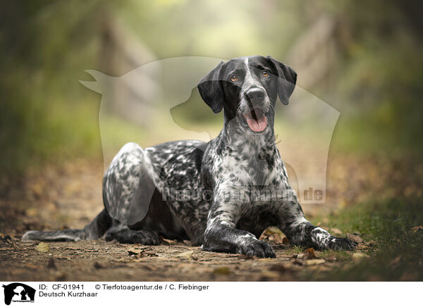 Deutsch Kurzhaar / German shorthaired Pointer / CF-01941