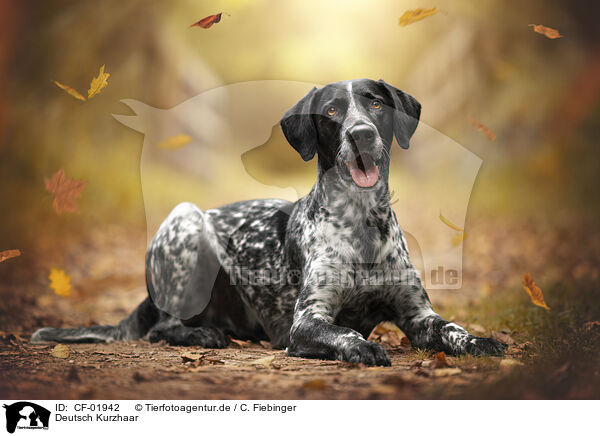 Deutsch Kurzhaar / German shorthaired Pointer / CF-01942