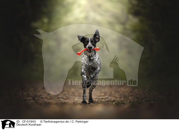 Deutsch Kurzhaar / German shorthaired Pointer / CF-01943