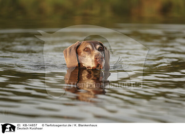 Deutsch Kurzhaar / German Shorthaired Pointer / KB-14857