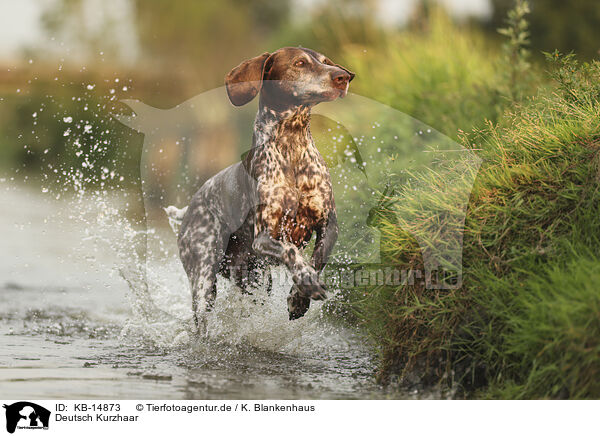Deutsch Kurzhaar / German Shorthaired Pointer / KB-14873