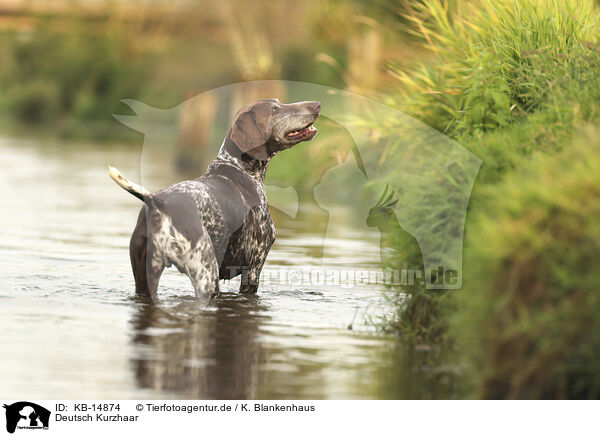 Deutsch Kurzhaar / German Shorthaired Pointer / KB-14874