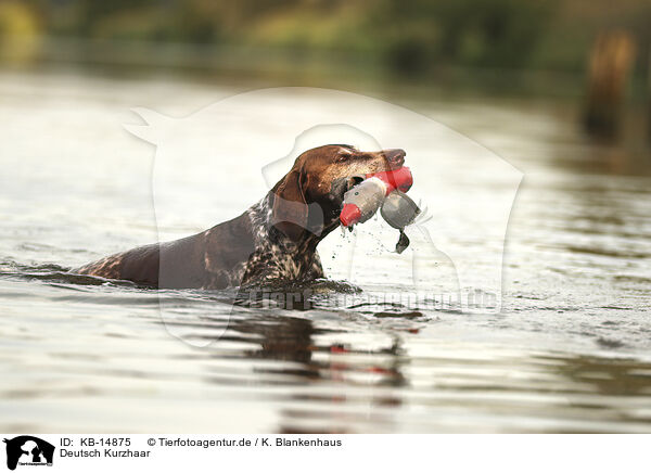 Deutsch Kurzhaar / German Shorthaired Pointer / KB-14875